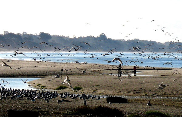 Birds on the beach