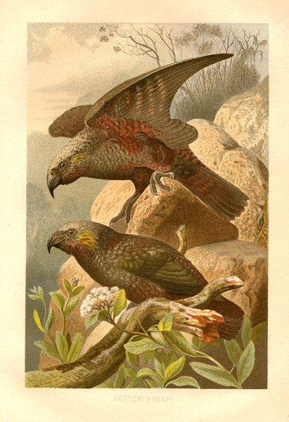 F.W. Kuhnert Nestorpapagei (Parrots)