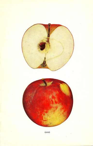 Apple - Gano