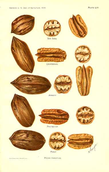 US Agriculture Pecan 1904