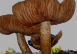 Mushroom 1