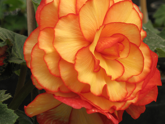 begonia111