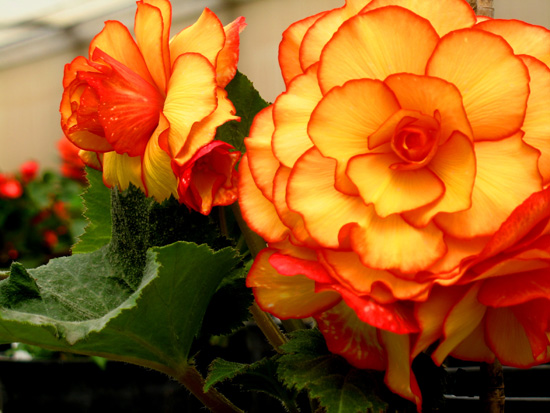 begonia333